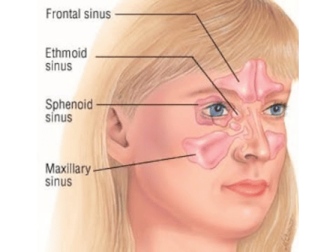 Understanding Your Sinuses